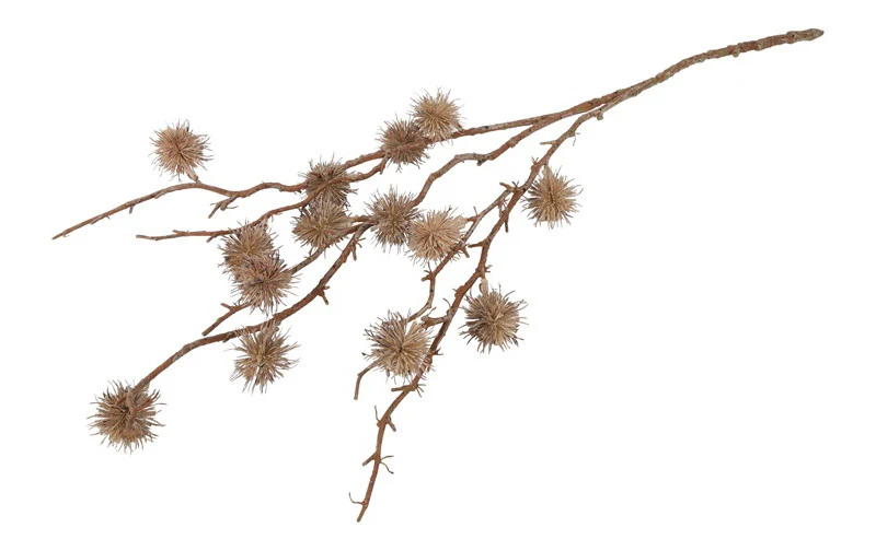 Wonderboom gedroogd beige (kunstbloem) Wonderboom gedroogd beige (kunstbloem)