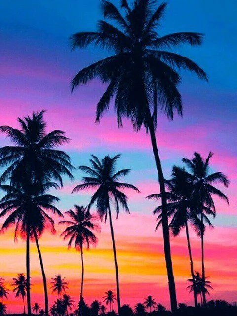 Palmbomen met Gekleurde Lucht