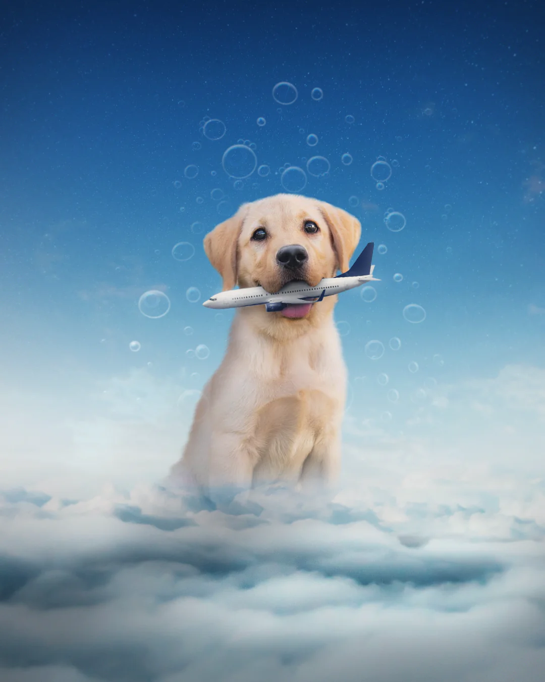 Hond vangt het Vliegtuig