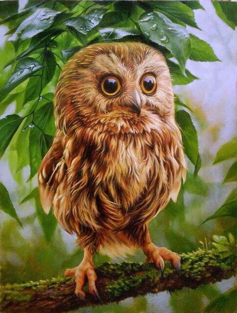 Kleine Uil Kleine Uil