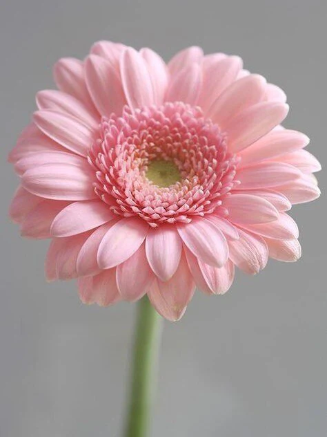 Roze Gerbera