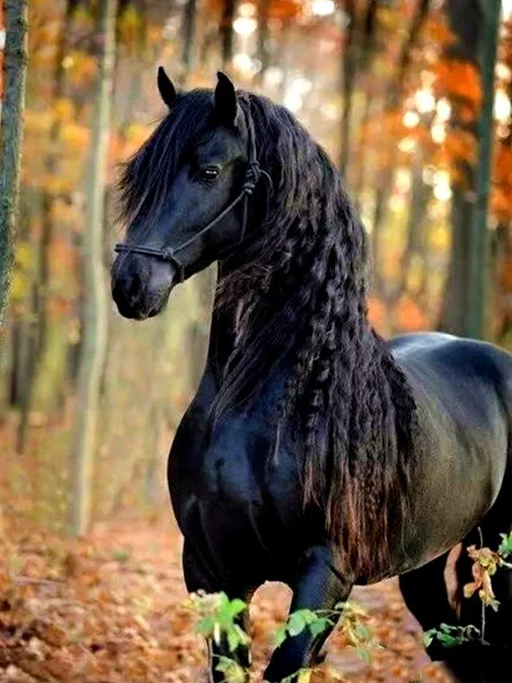 Zwart Paard Zwart Paard