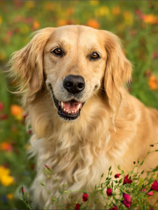 Golden Retriever in het Gras