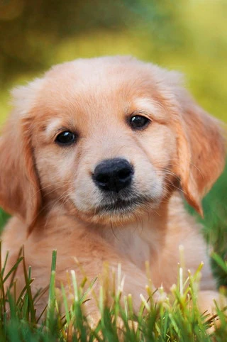 Golden Retriever Puppy
