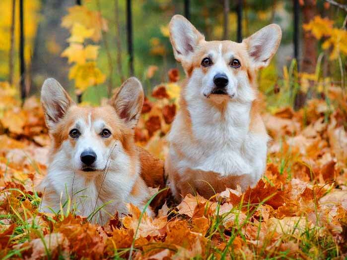 Welsh Corgi’s tussen de Bladeren Welsh Corgi’s tussen de Bladeren
