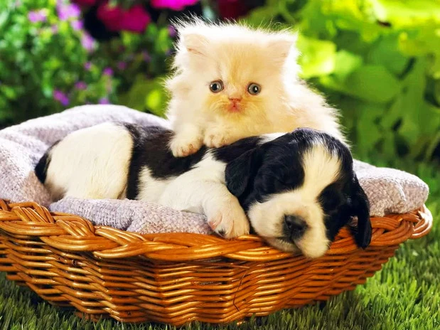 Puppy met Kitten Puppy met Kitten